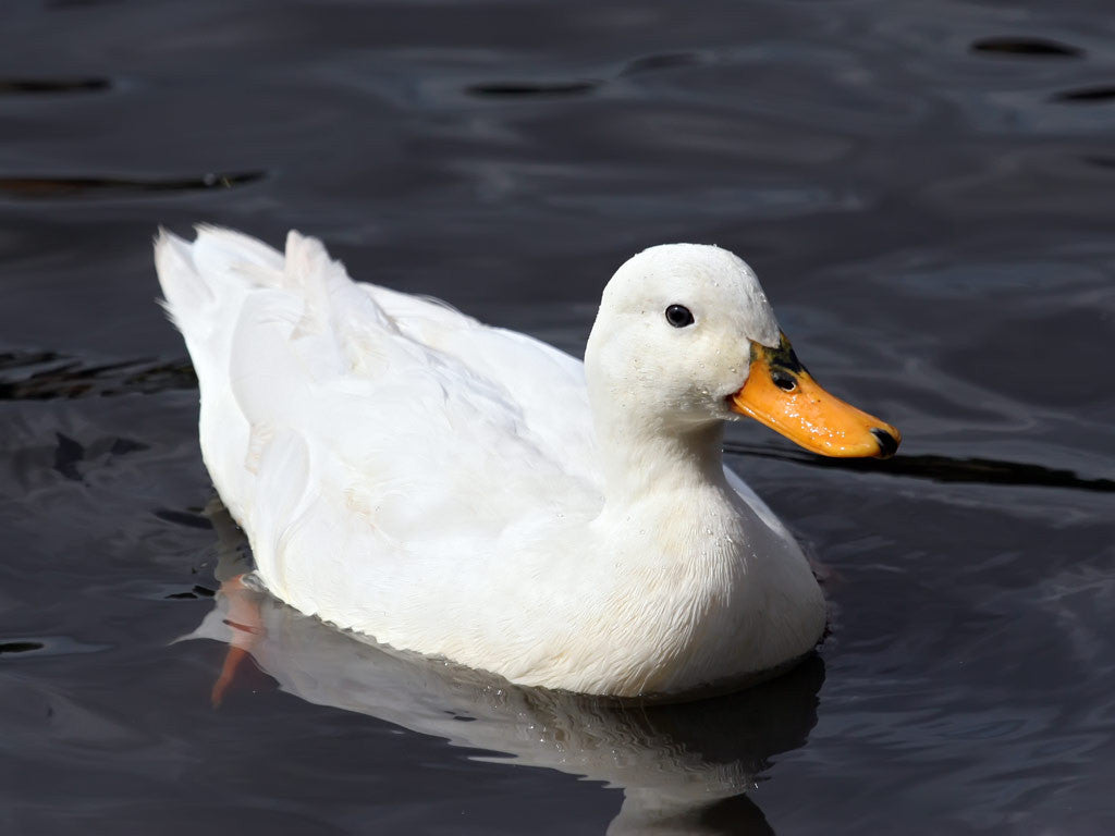 Example Sized Duck